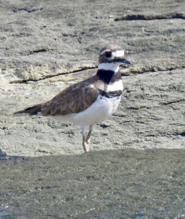 Killdeer - ML623731242