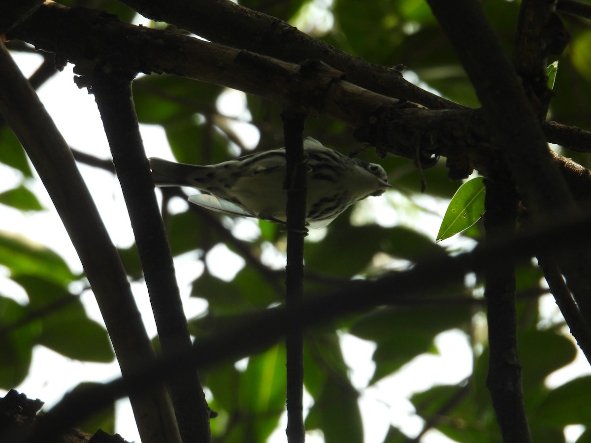 Black-and-white Warbler - ML623731252