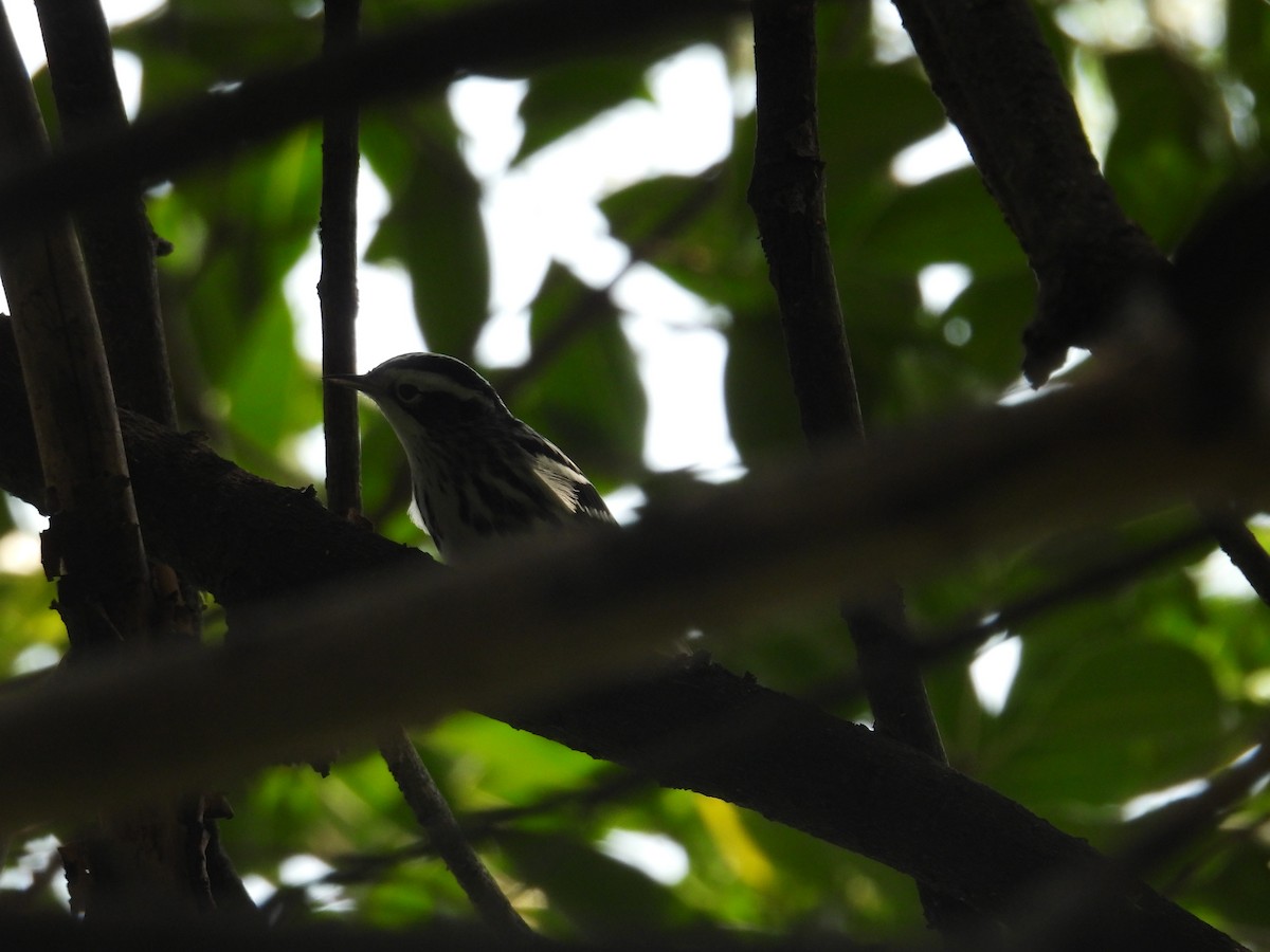 Black-and-white Warbler - ML623731258