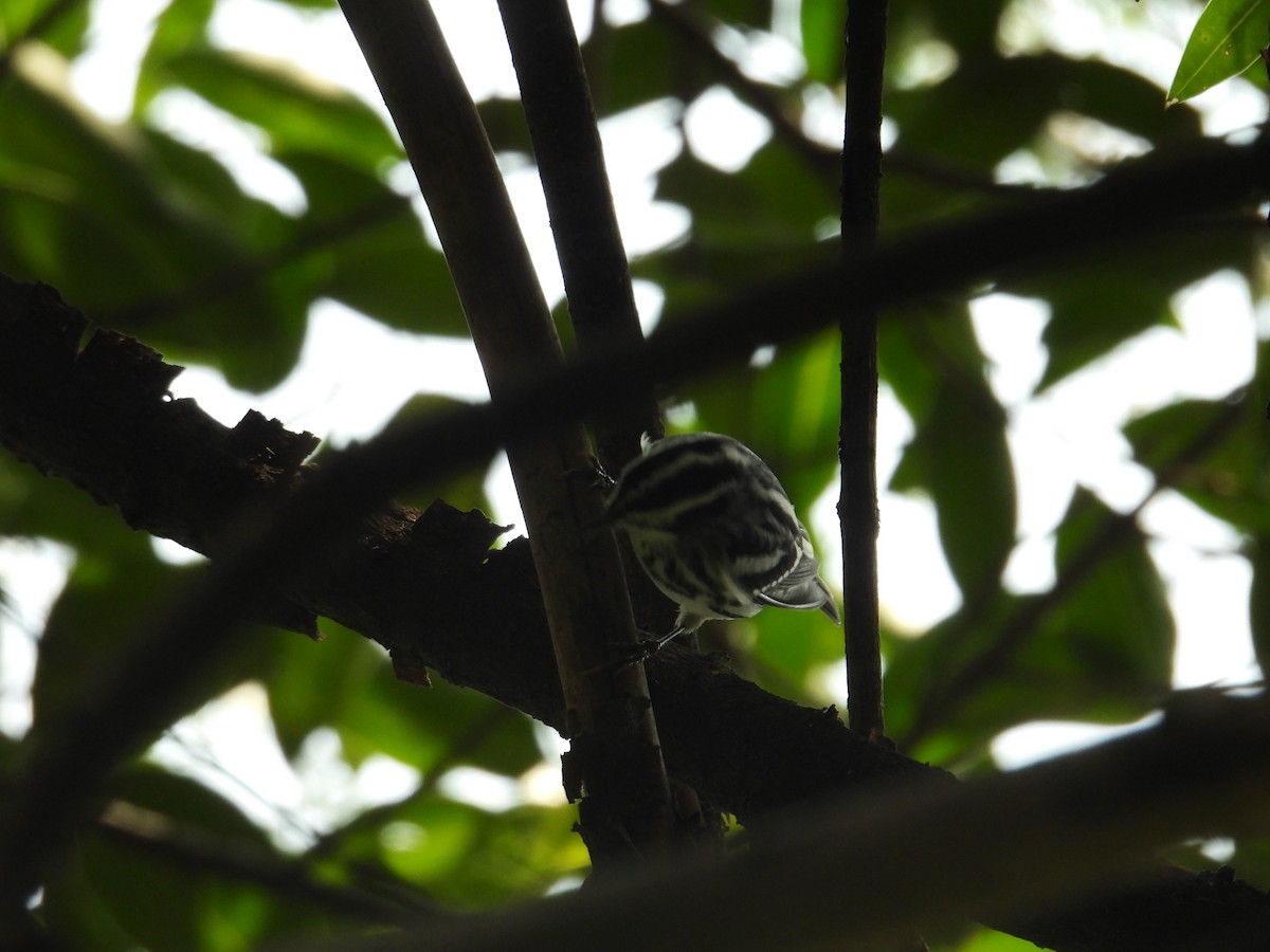 Black-and-white Warbler - ML623731265