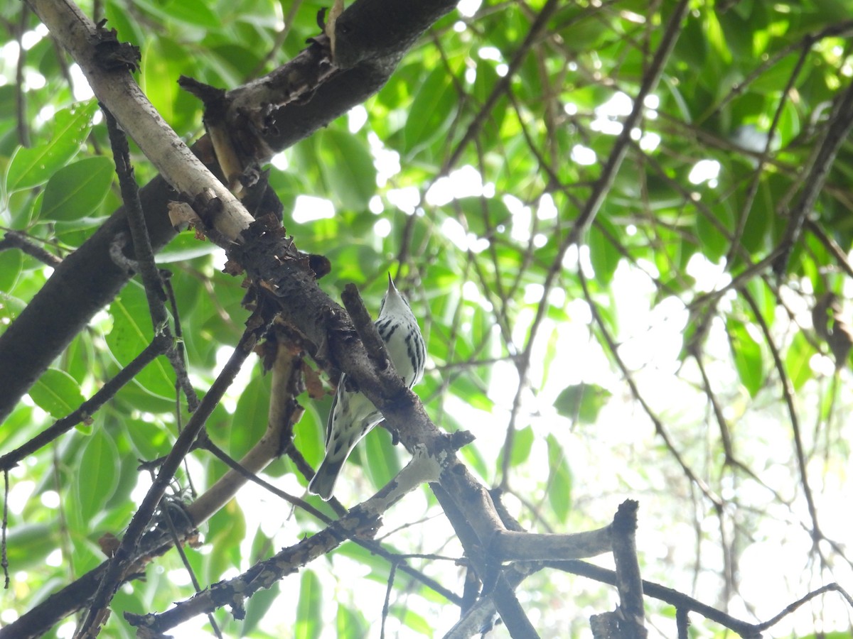 Black-and-white Warbler - ML623731272