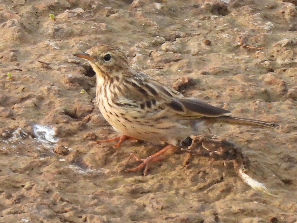 Meadow Pipit - Caroline Callaghan