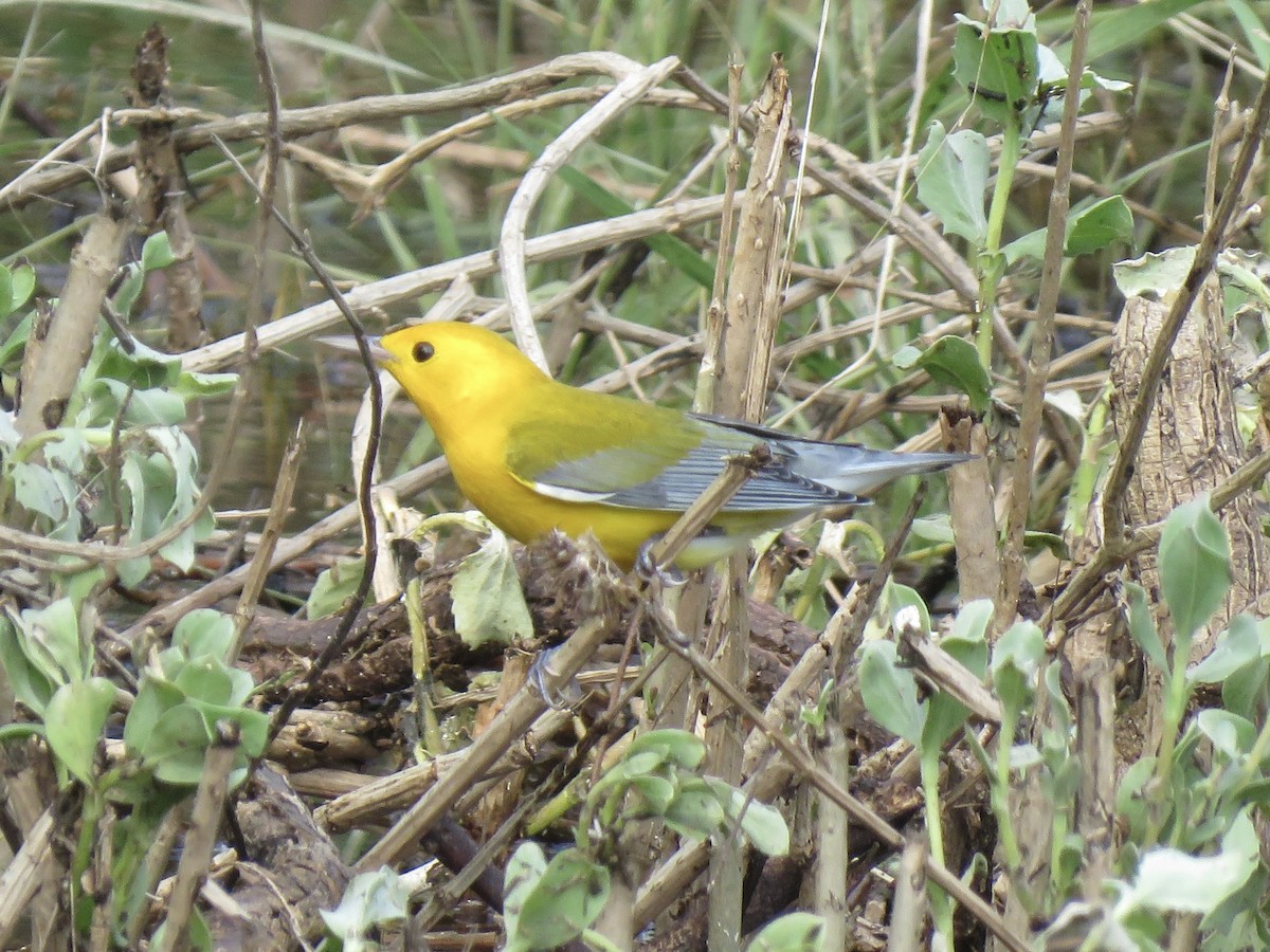 Prothonotary Warbler - ML623731285