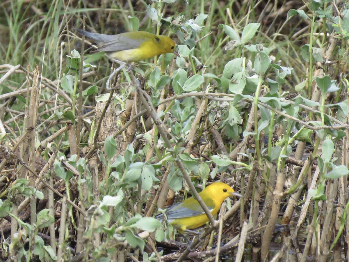 Prothonotary Warbler - ML623731286