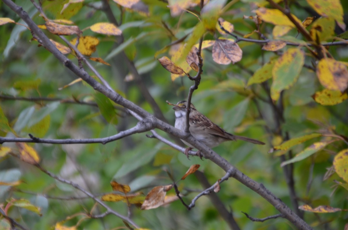 White-throated Sparrow - ML623731287