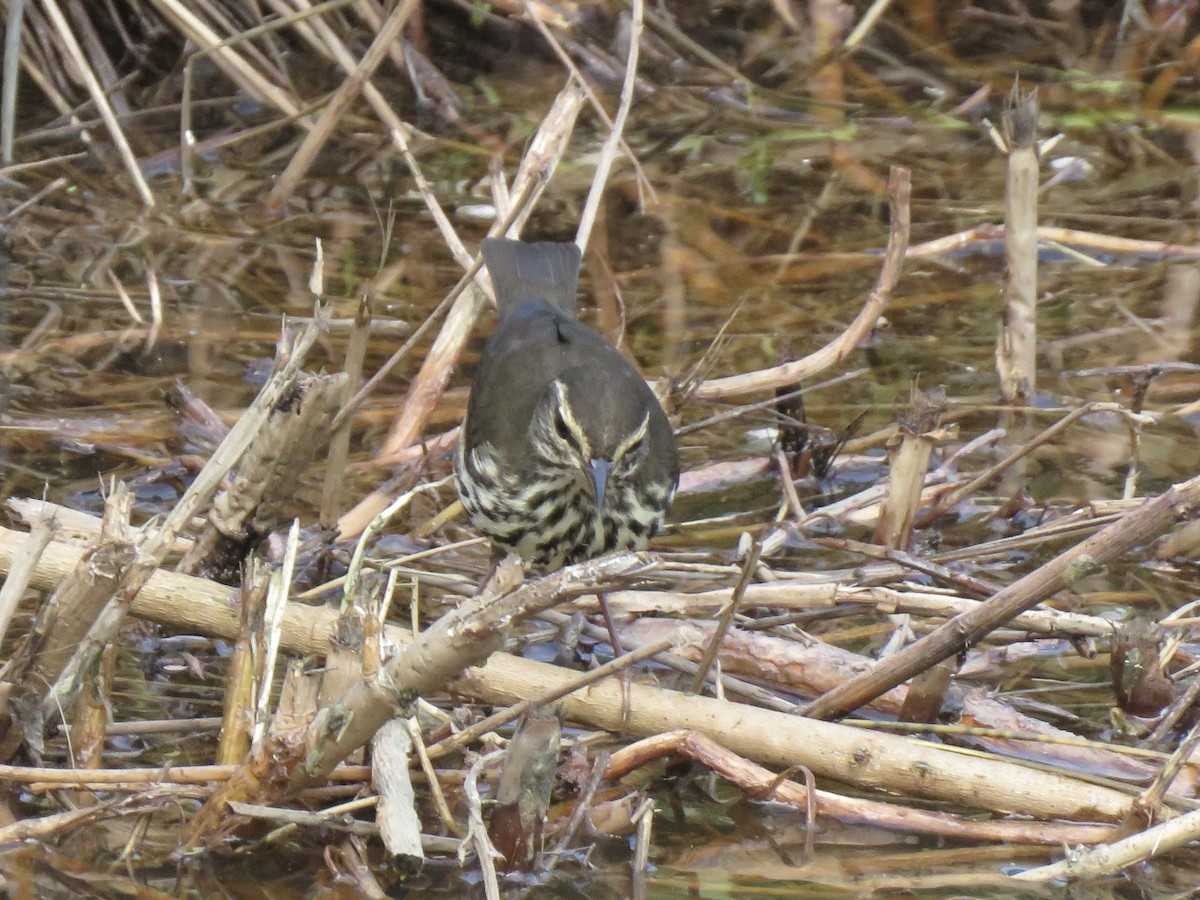 Northern Waterthrush - ML623731291