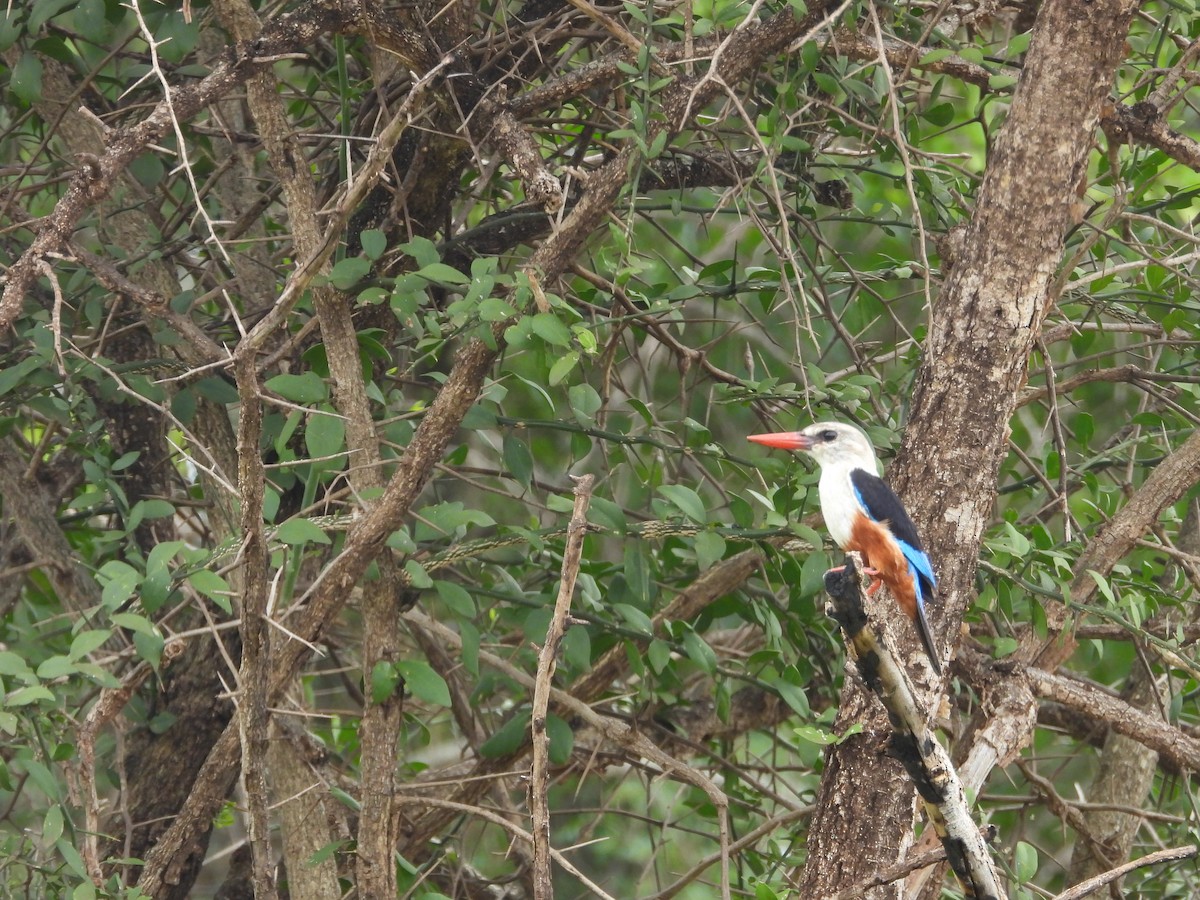 Gray-headed Kingfisher - ML623731323