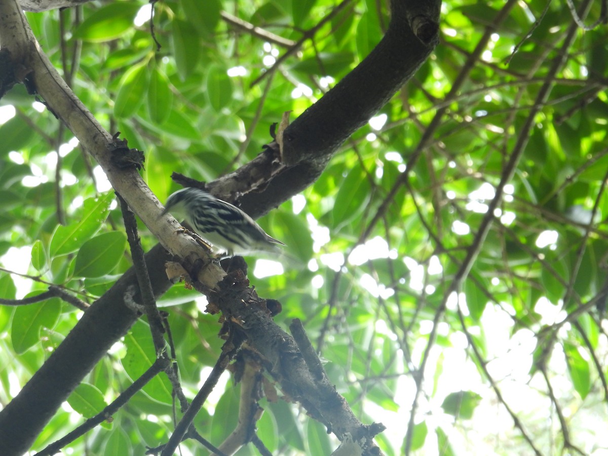 Black-and-white Warbler - ML623731329