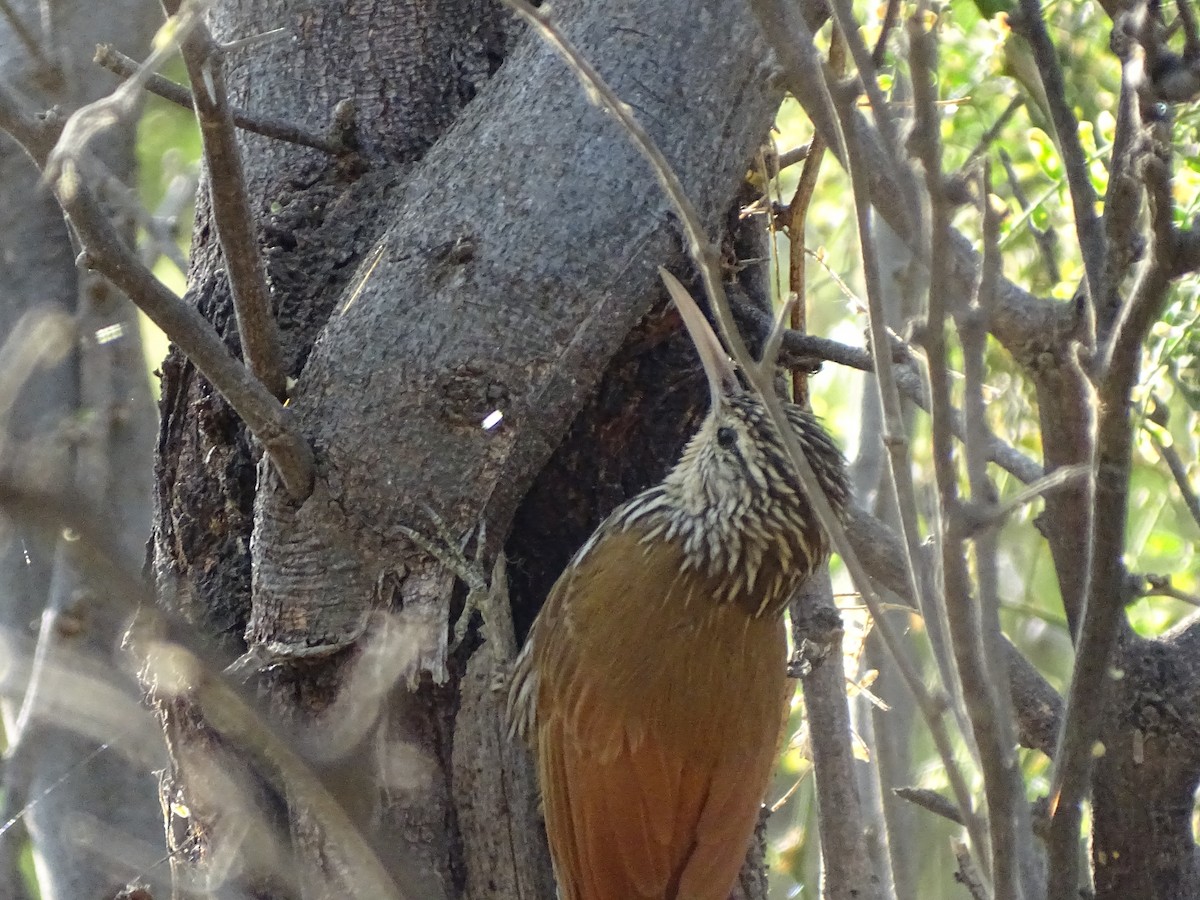 Streak-headed Woodcreeper - ML623731330