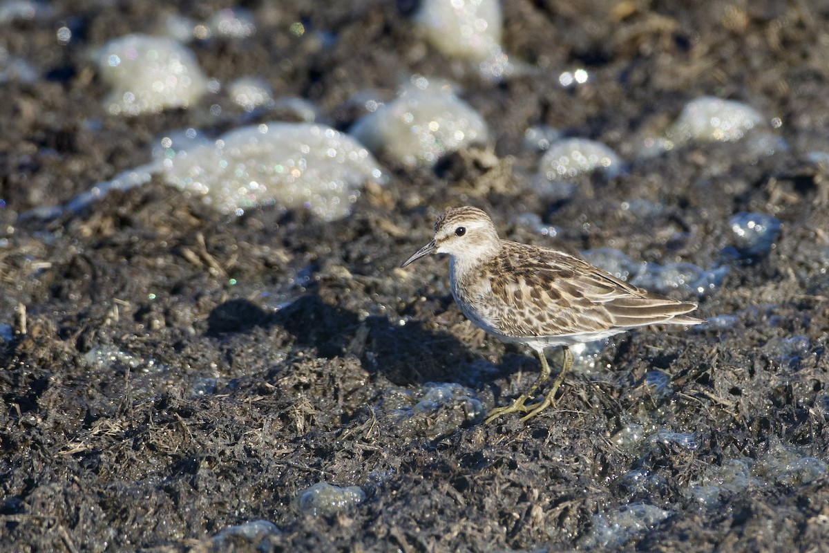 Least Sandpiper - ML623731331