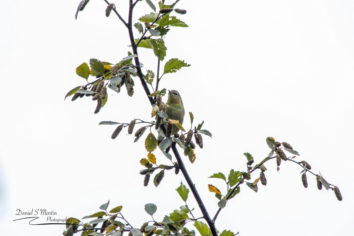 Tennessee Warbler - ML623731332