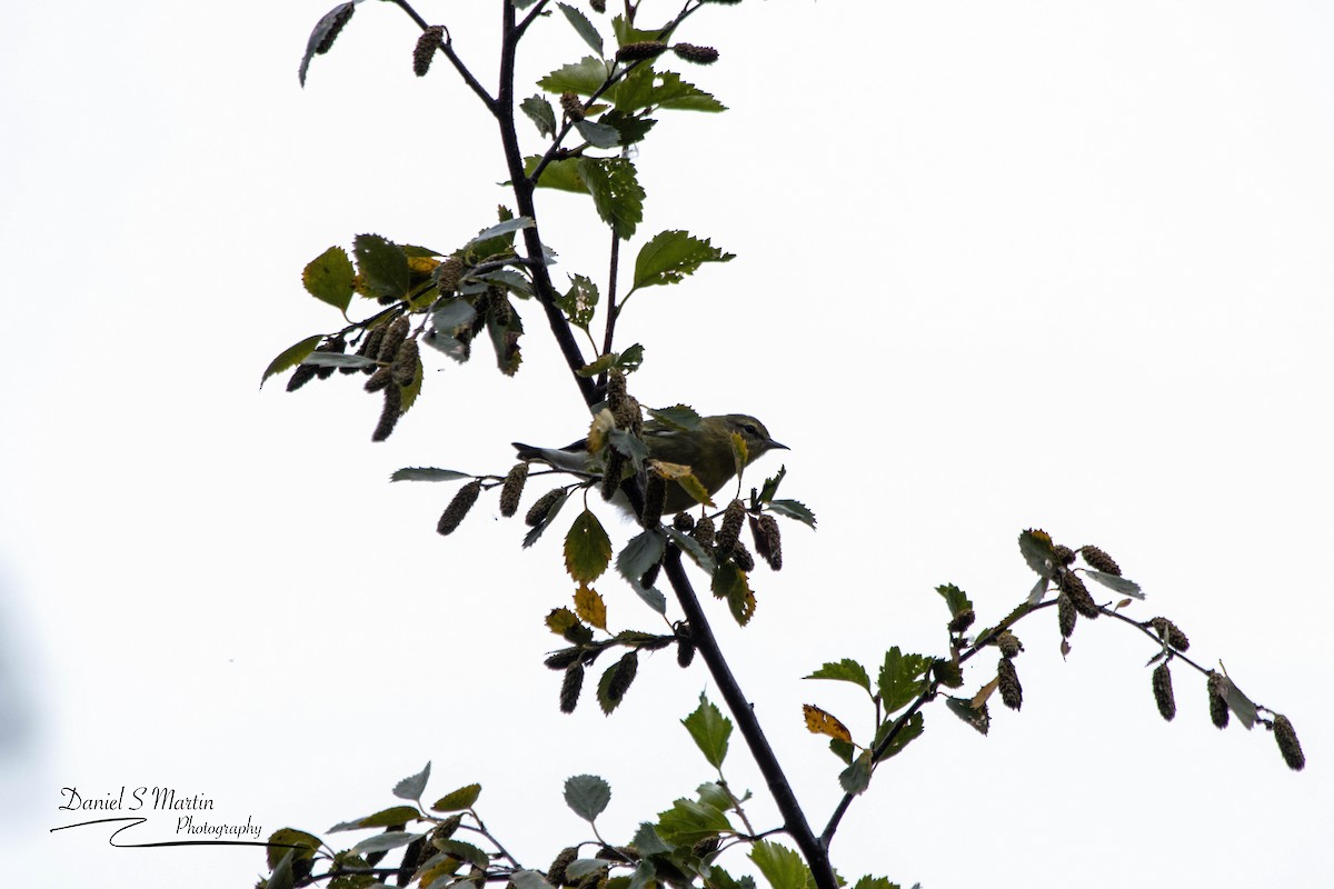 Tennessee Warbler - ML623731333