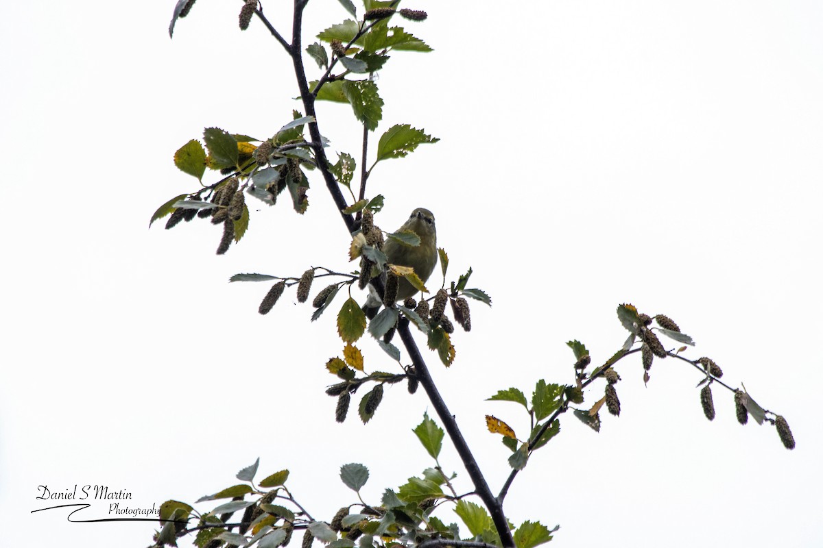 Tennessee Warbler - ML623731334