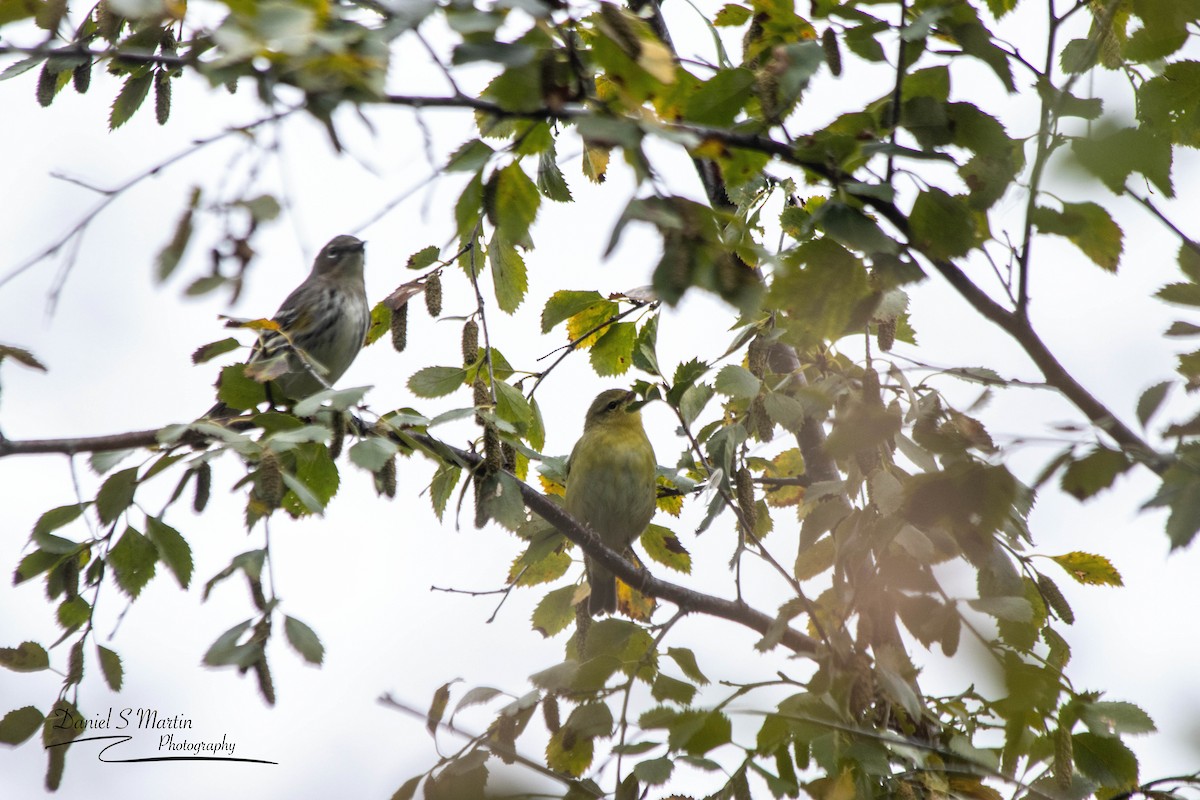 Tennessee Warbler - ML623731335