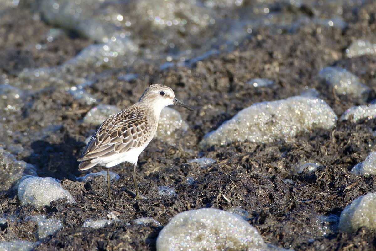 Semipalmated Sandpiper - ML623731343