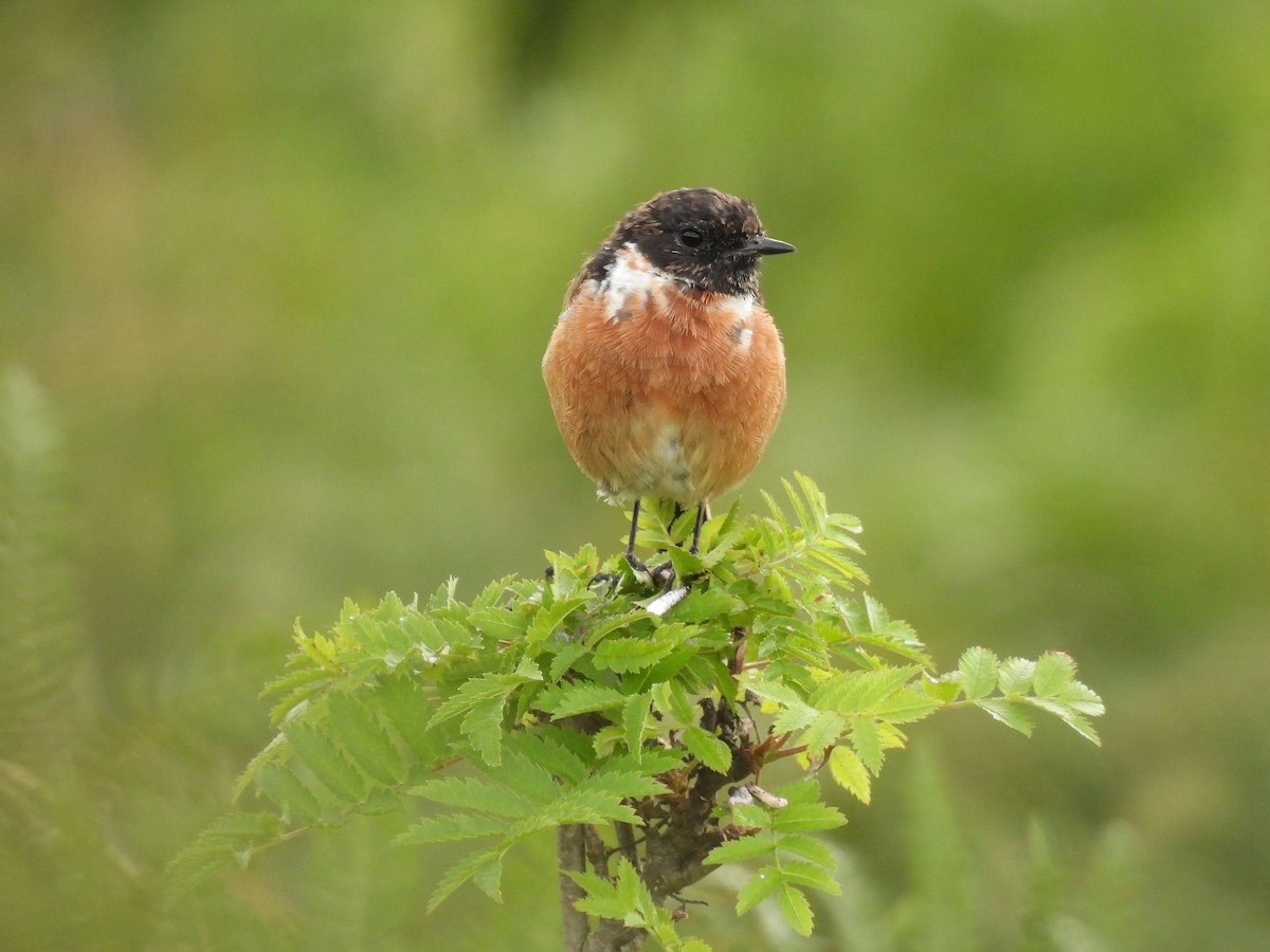 European Stonechat - Caroline Callaghan