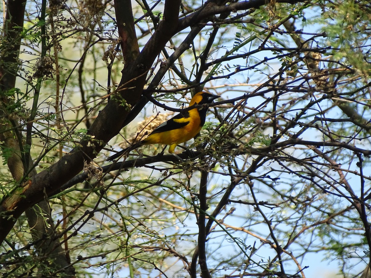 White-edged Oriole - ML623731361