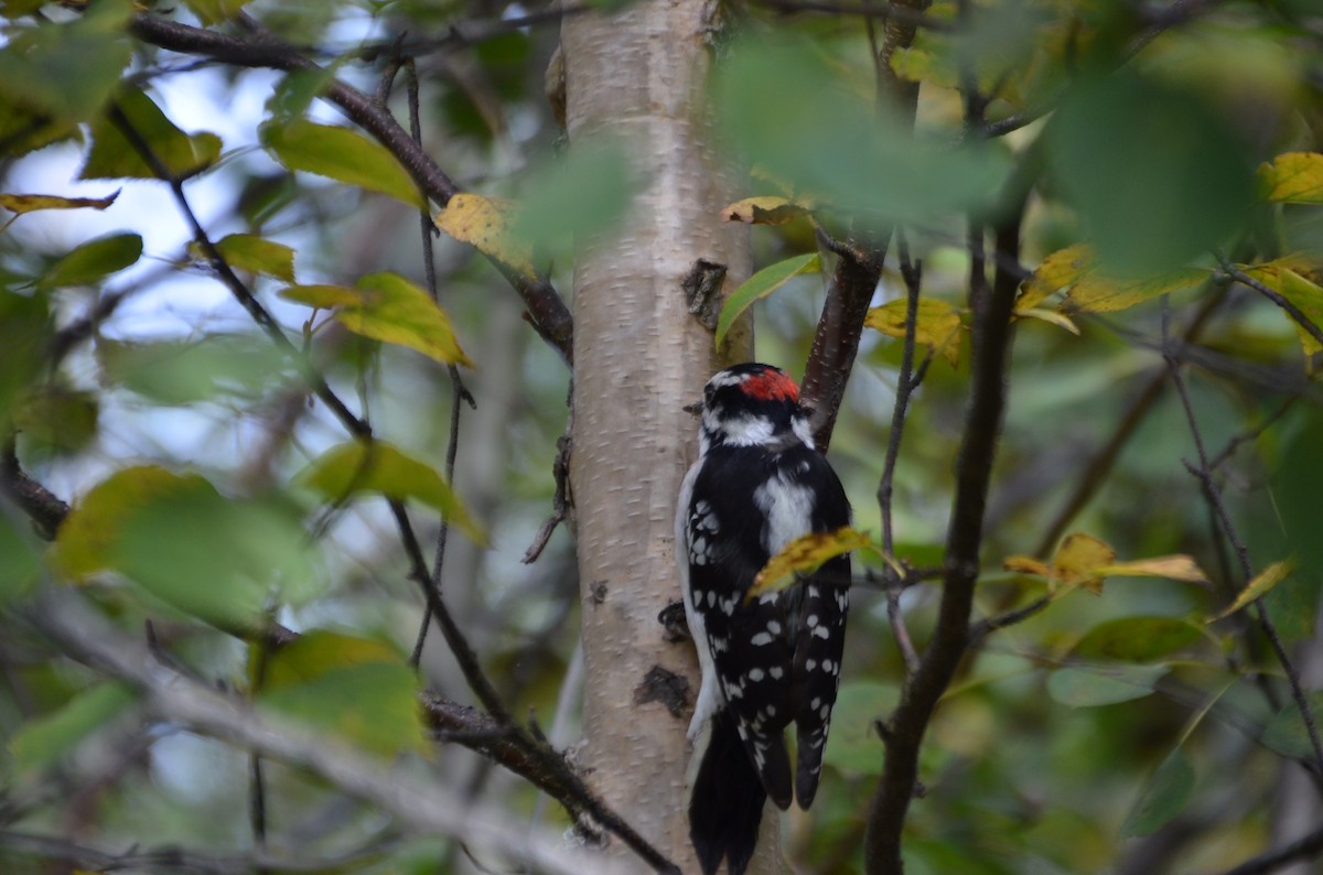 Downy Woodpecker - ML623731388