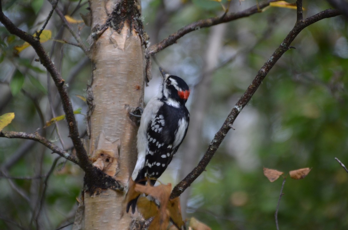 Downy Woodpecker - ML623731389