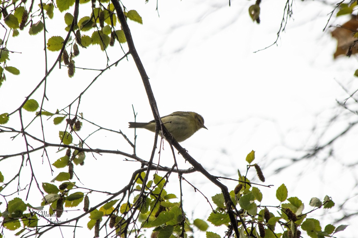Tennessee Warbler - ML623731418
