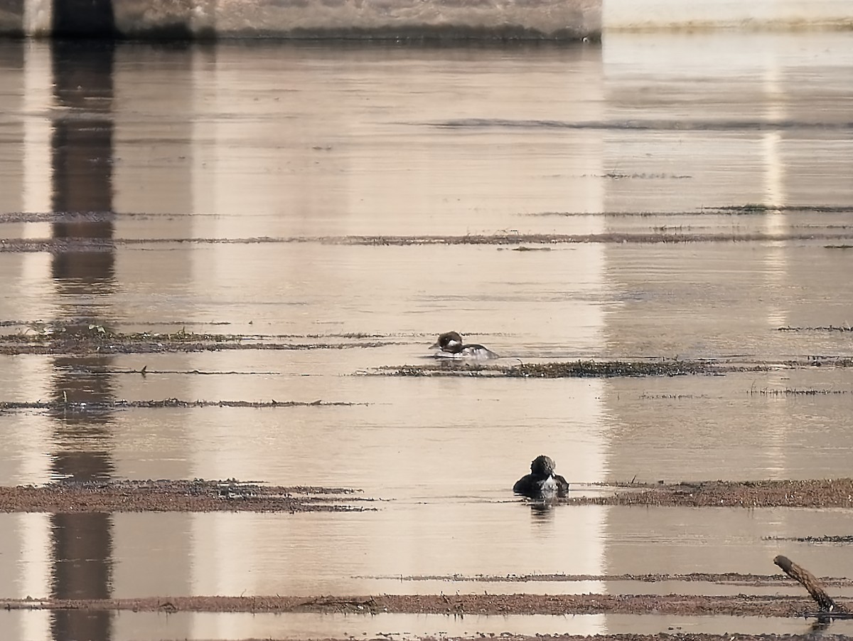 Bufflehead - ML623731440