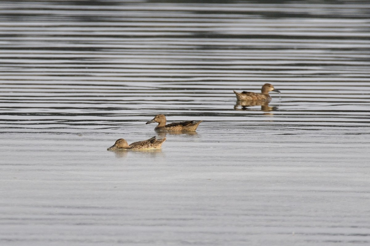 Blue-winged Teal - ML623731454