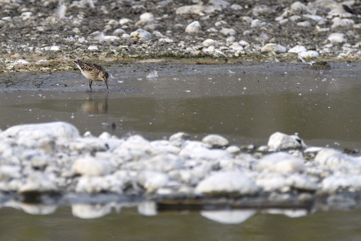 Least Sandpiper - ML623731458