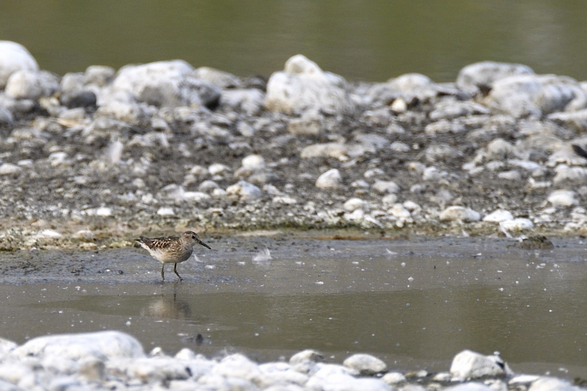 Least Sandpiper - ML623731459