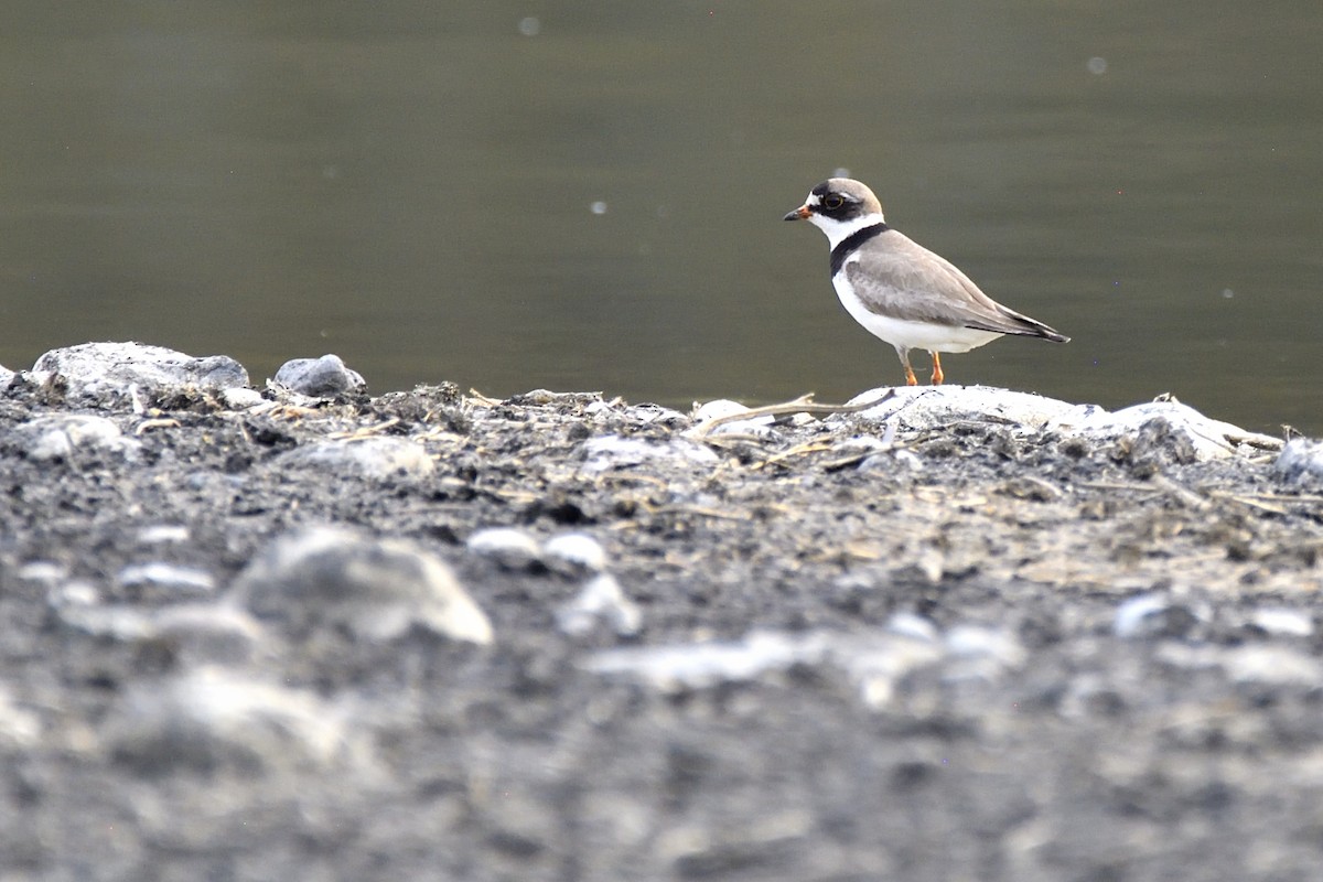 Semipalmated Plover - ML623731463