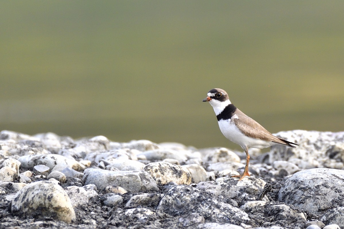 Semipalmated Plover - ML623731464