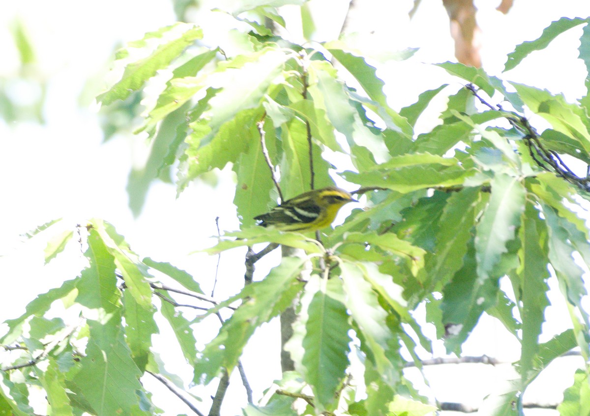 Blackburnian Warbler - Georgia Coleman