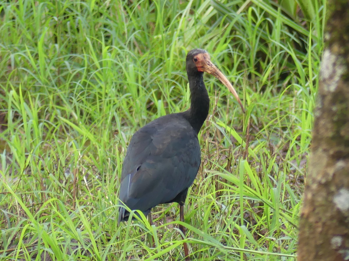 Bare-faced Ibis - ML623731489