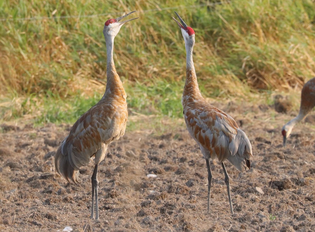 Sandhill Crane - ML623731494