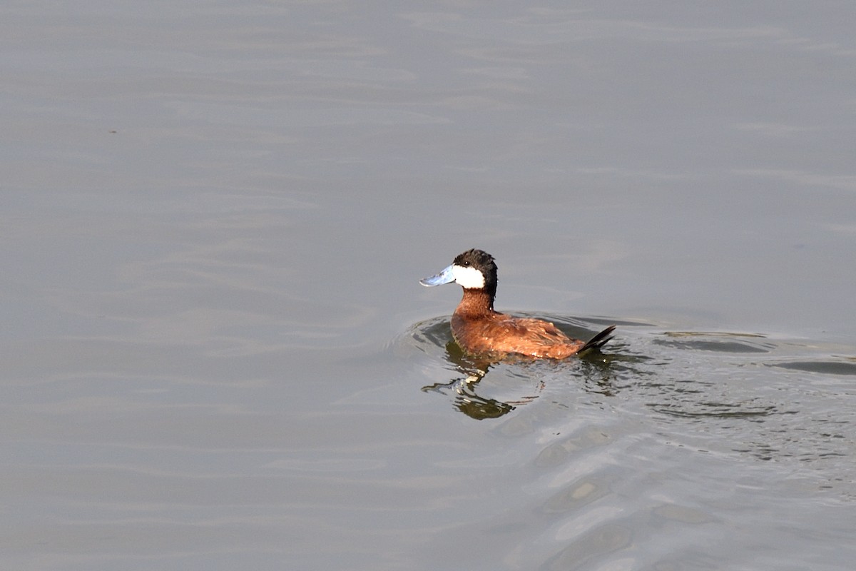 Ruddy Duck - ML623731500