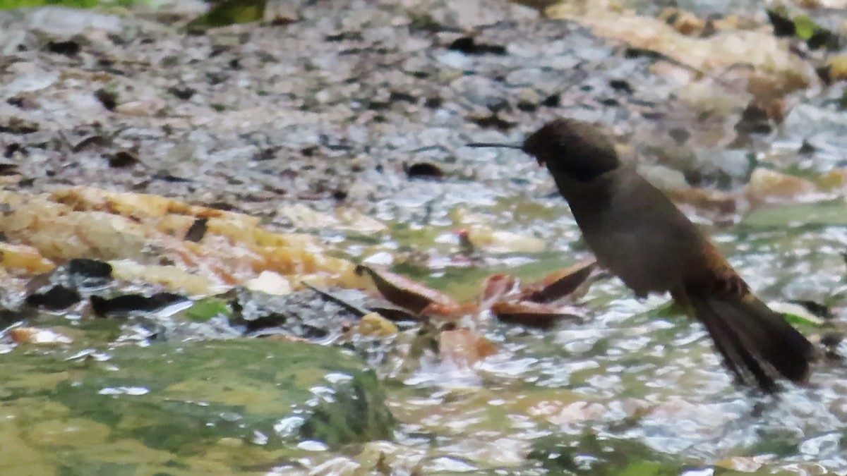 Brown Violetear - ML623731561