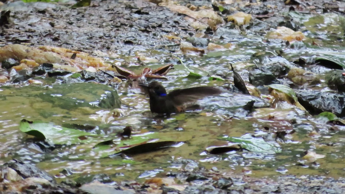 Brown Violetear - ML623731563