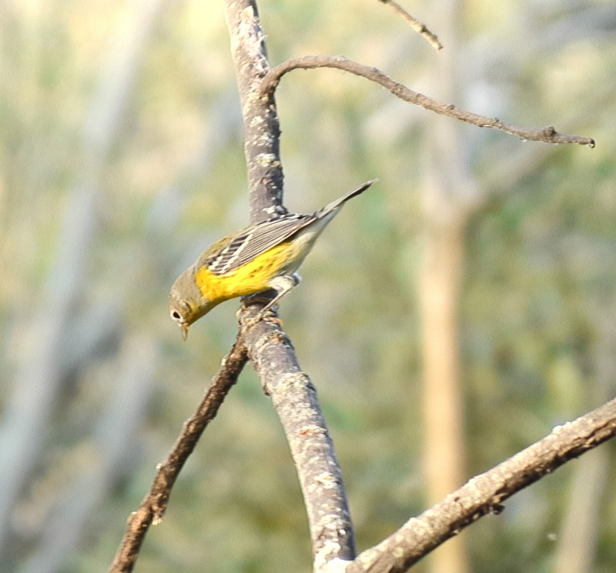 Magnolia Warbler - Christoph Benning