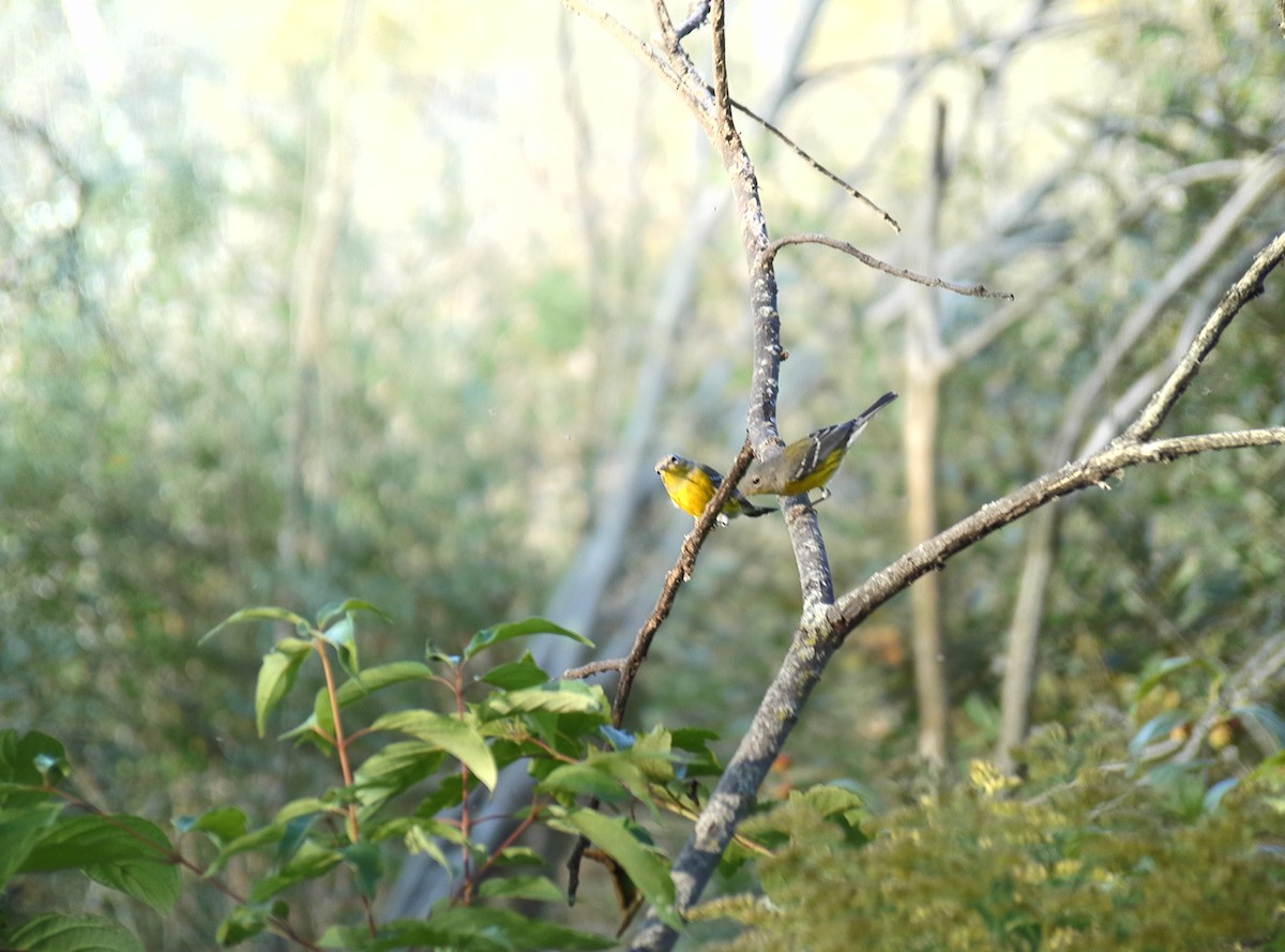 Magnolia Warbler - ML623731600