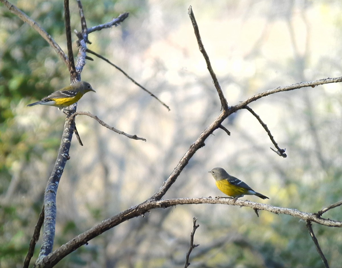 Magnolia Warbler - ML623731601