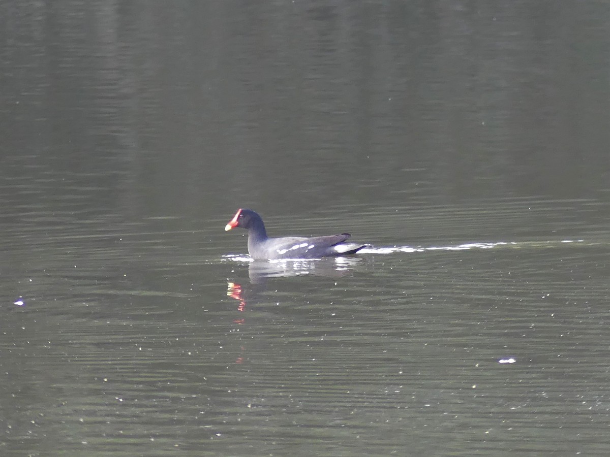 Common Gallinule - ML623731606