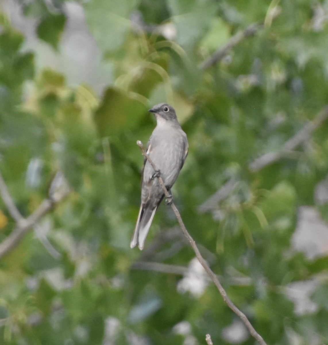 Townsend's Solitaire - ML623731620