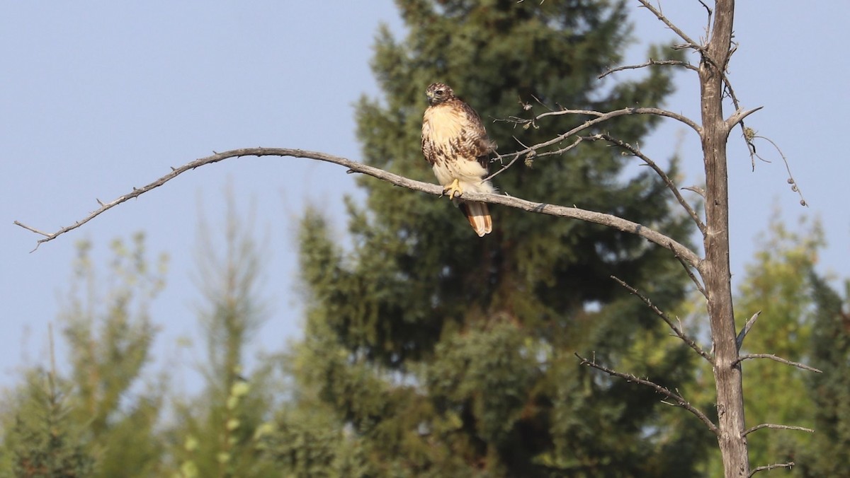 Red-tailed Hawk - ML623731625