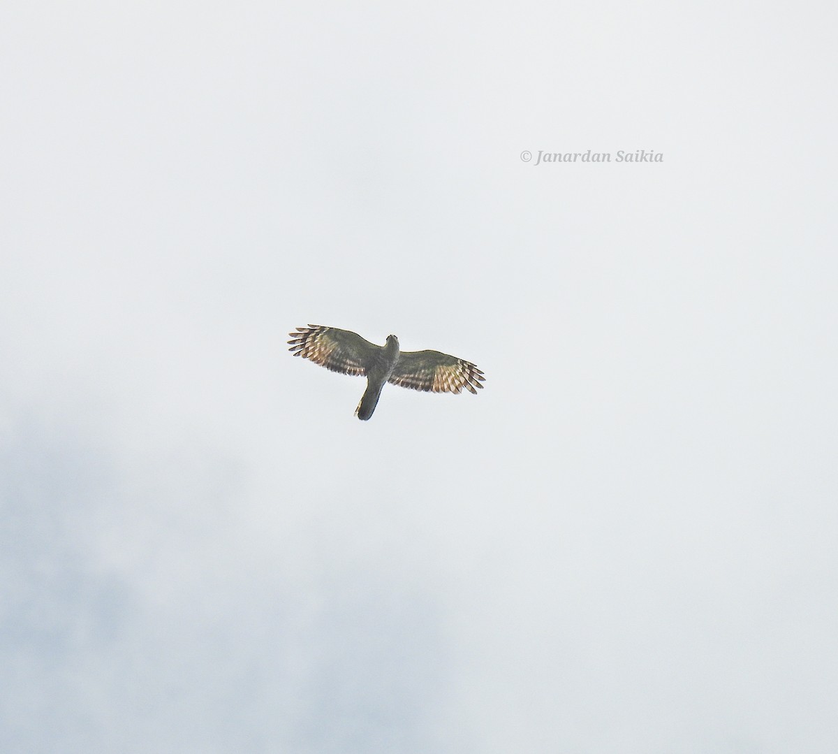 Jerdon's Baza - ML623731627