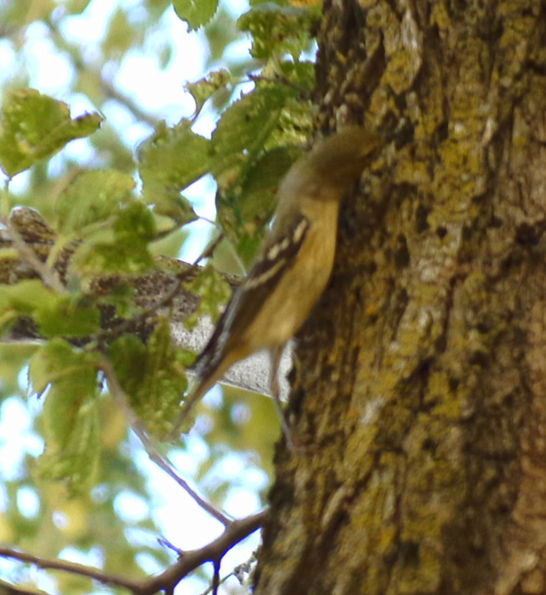 Blackpoll Warbler - ML623731642