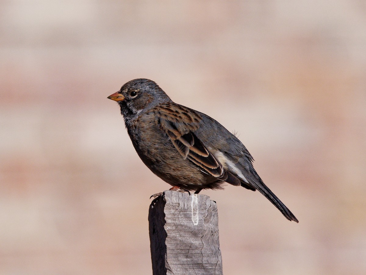 Mourning Sierra Finch - ML623731652