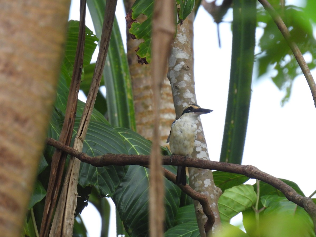 Collared Kingfisher - ML623731671