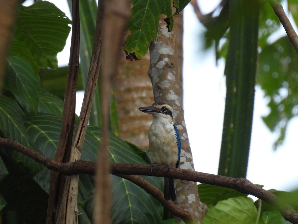Collared Kingfisher - ML623731672