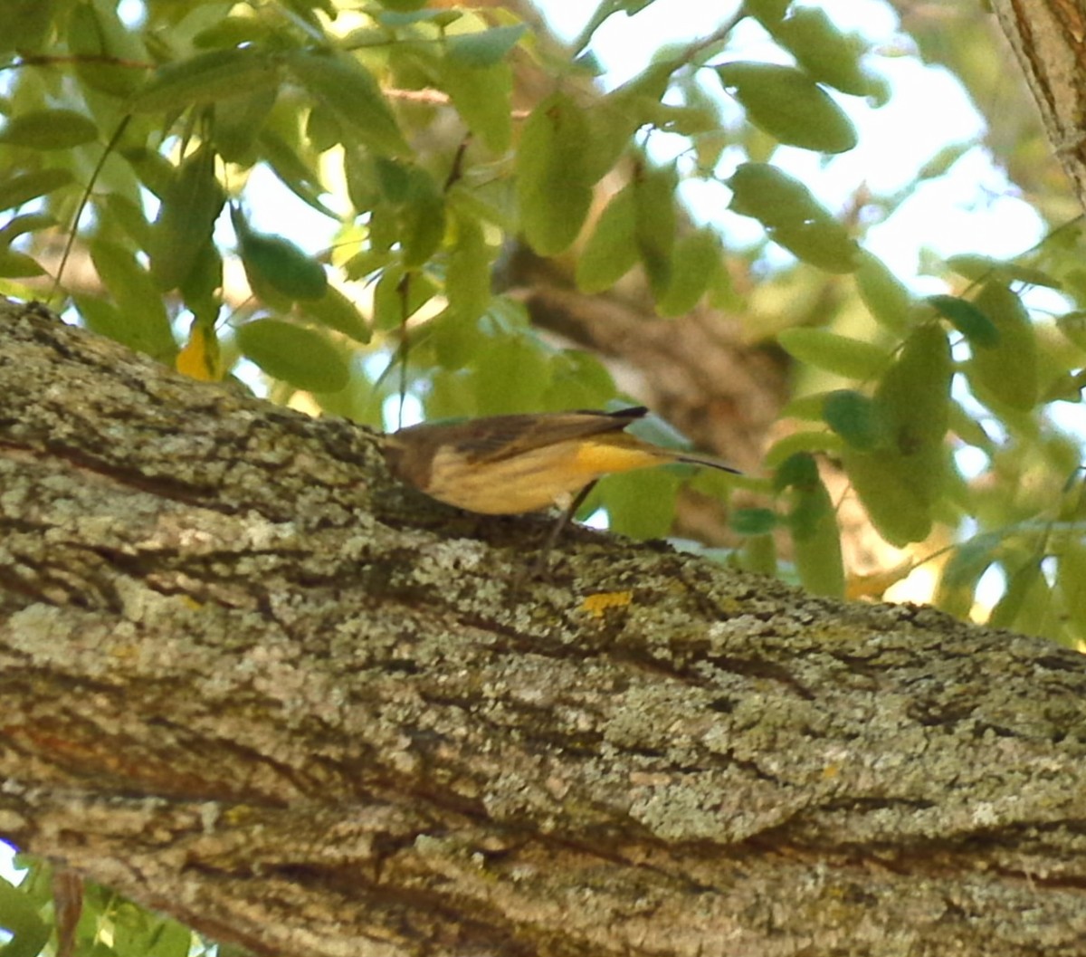 Palm Warbler - Christoph Benning