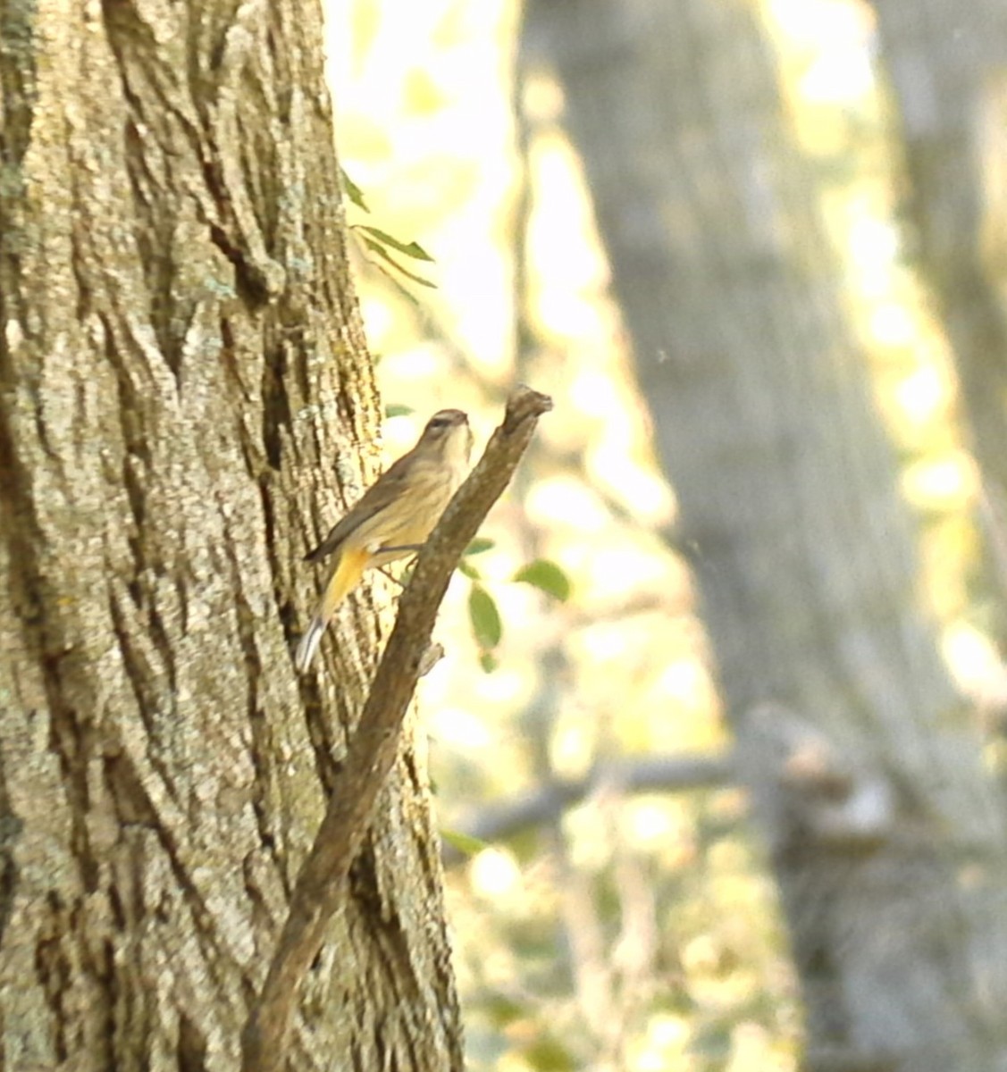 Palm Warbler - ML623731693