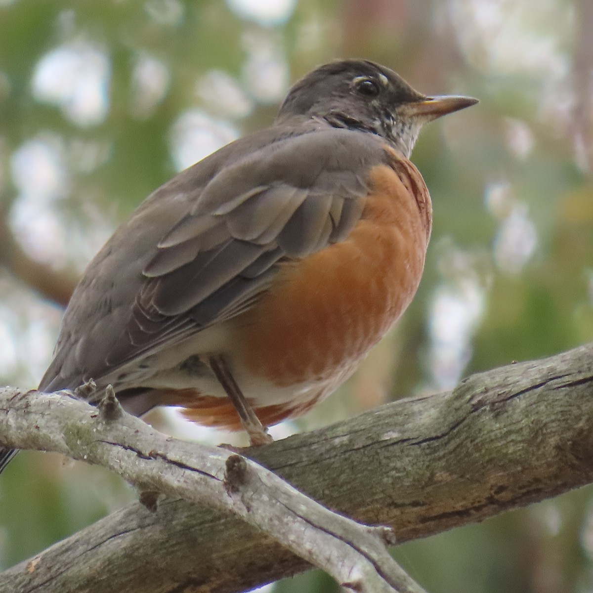 American Robin - ML623731700